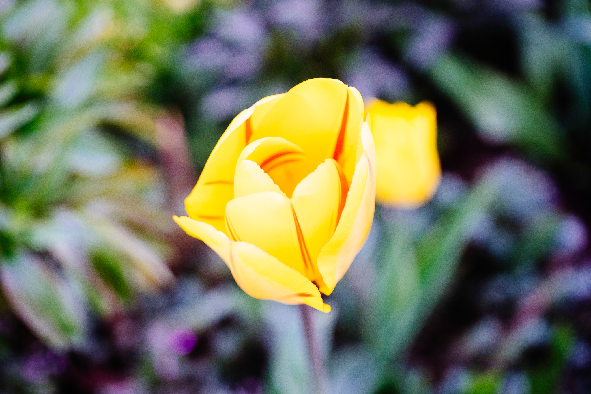 Zbliżenie żółtego tulipana w wiosennym ogrodzie – fotografia macro wykonana starym obiektywem Olympus OM Zuiko