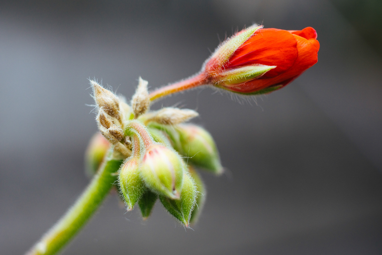 Makrofotografia czerwonego pąka pelargonii z delikatnymi włoskami na łodydze – wiosenny detal natury