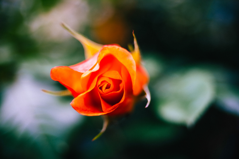 Makrofotografia pomarańczowej róży w ogrodzie – delikatne płatki i miękkie światło w tle bokeh
