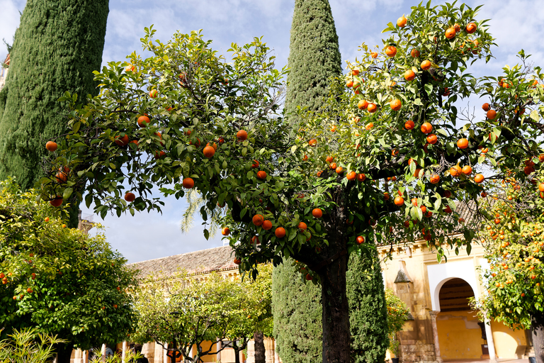 Kordoba - Andaluzja - Hiszpania