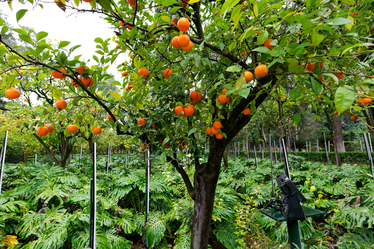 Sewilla - Andaluzja - Hiszpania - Real Alcazar